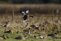 David Plant Photography - Wildlife Photographer - Pink-footed goose landing - K